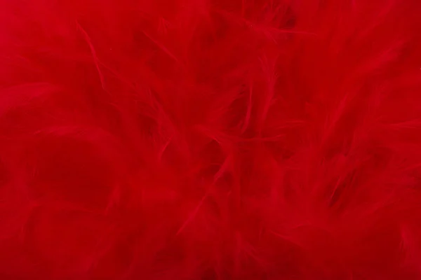 Background Red Swan Fluff — Photo