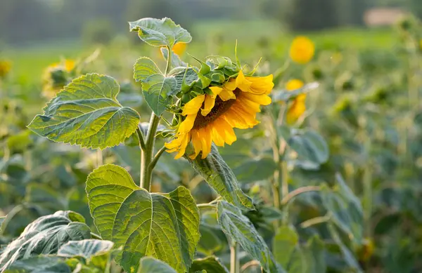 Blooming Sunflower Field — Stock Photo, Image