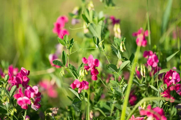 Blooming Beans Field — Stockfoto