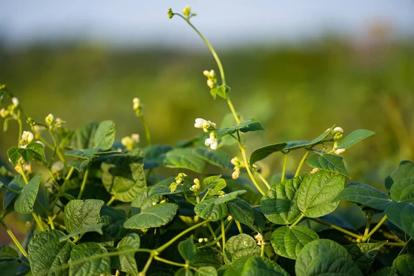 Blooming Beans Field — Stock Photo, Image