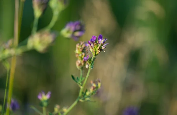 Blühende Luzerne Auf Dem Feld — Stockfoto