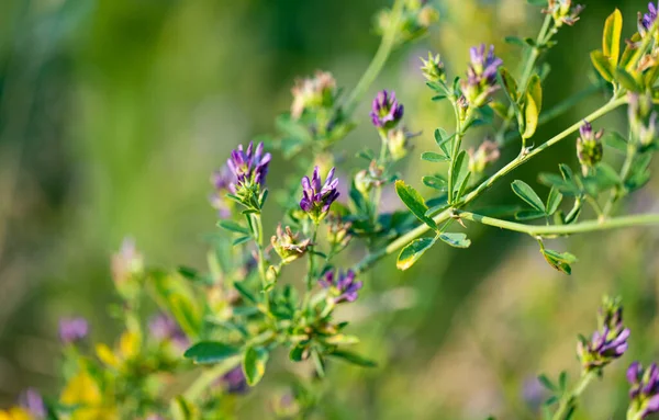 Blooming Alfalfa Field — Stock Fotó