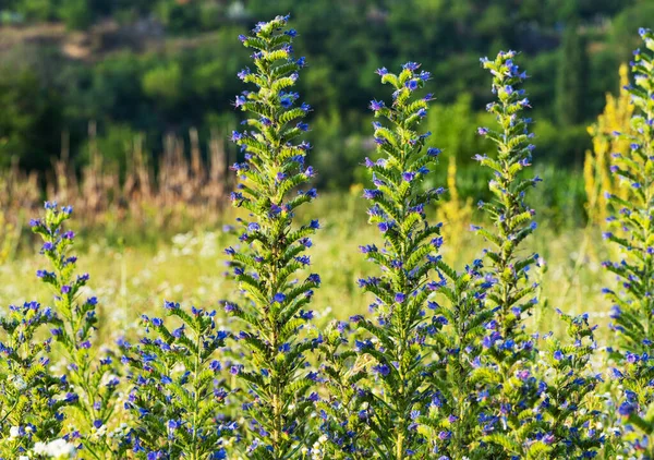 Fleurs Prairie Par Une Journée Ensoleillée Été Dans Prairie — Photo