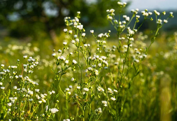 Flori Luncă Într Însorită Timpul Verii Pajiște — Fotografie, imagine de stoc