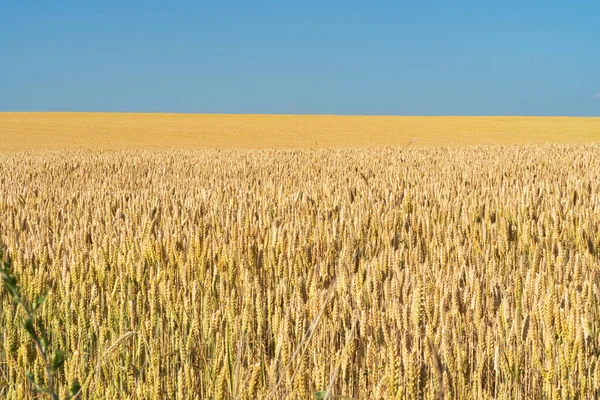 Pšeničné Pole Slunečného Dne — Stock fotografie
