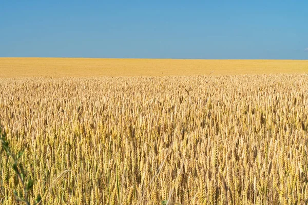 Campo Trigo Dia Ensolarado — Fotografia de Stock