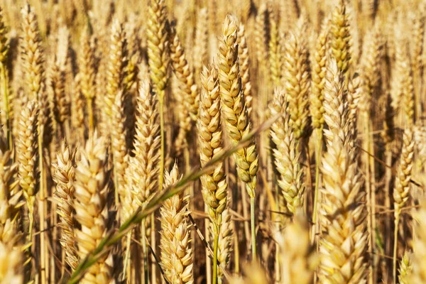 Tarweveld Een Zonnige Dag — Stockfoto