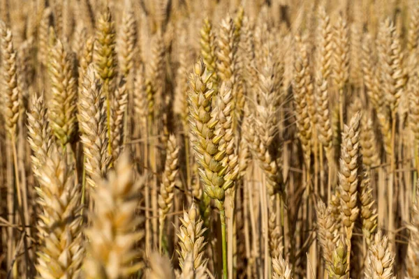 Wheat Field Sunny Day — Stock Photo, Image