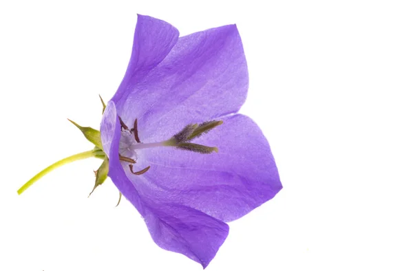 Platycodon Blume Isoliert Auf Weißem Hintergrund — Stockfoto
