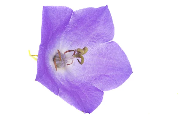 白地に隔離されたプラチコドンの花 — ストック写真