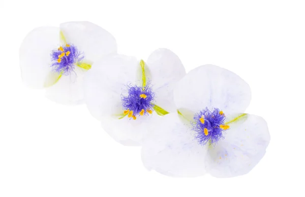 Tradescantia Flower Isolated White Background — Stock Photo, Image