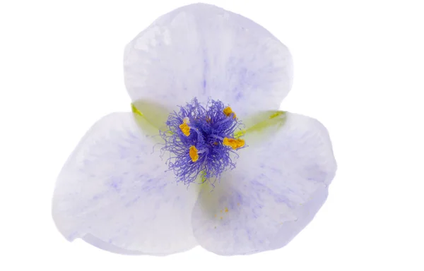 Tradescantia Bloem Geïsoleerd Witte Achtergrond — Stockfoto