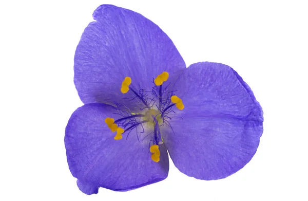 Tradescantia Blume Isoliert Auf Weißem Hintergrund — Stockfoto