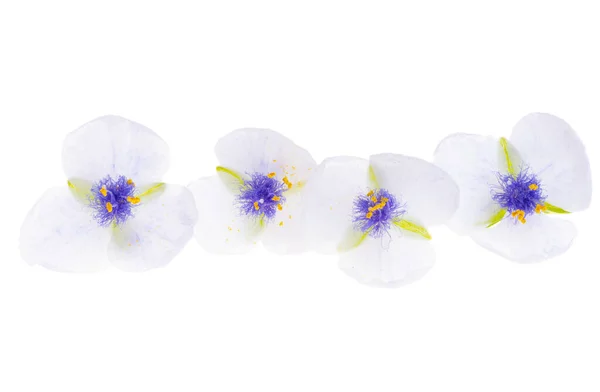Tradescantia Flower Isolated White Background — Stock Photo, Image
