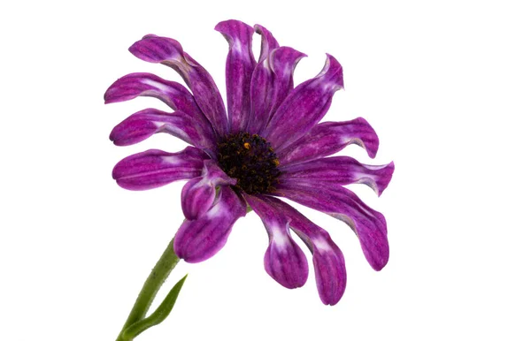 Osteosperumum Blomma Daisy Isolerad Vit Bakgrund Makro Närbild — Stockfoto