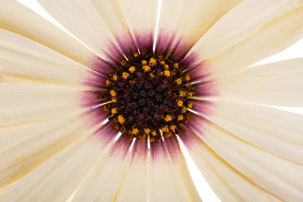 Osteosperumum Flower Daisy Isolated White Background Macro Closeup — Stock Photo, Image