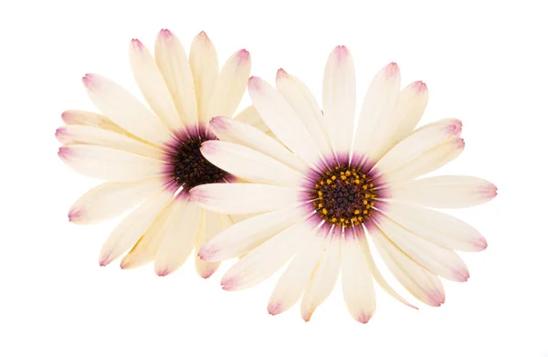 Osteosperumum Blomma Daisy Isolerad Vit Bakgrund Makro Närbild — Stockfoto