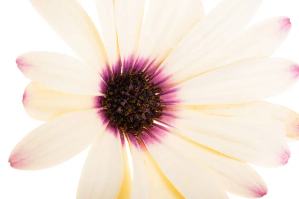 Osteosperumum Цветок Дейзи Изолированы Белом Фоне Макро Крупный План — стоковое фото