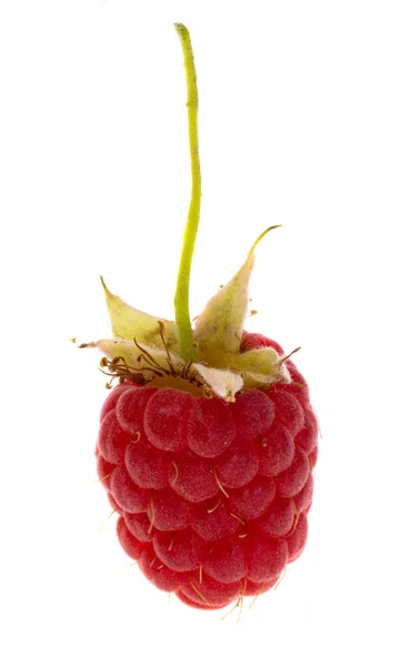 Wild Raspberry Isolated White Background — Zdjęcie stockowe