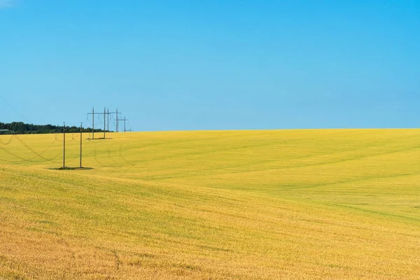 Ukrainian Field Wheat Sunny Day — Stock Photo, Image