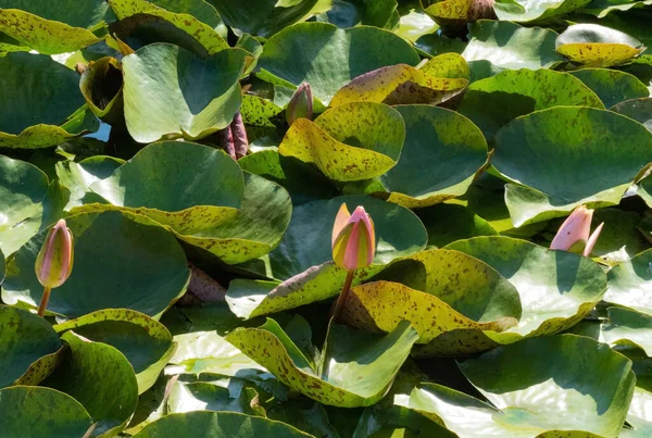 Water Lily Growing Pond Summer —  Fotos de Stock