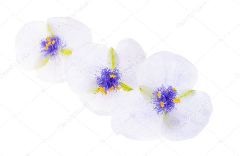 tradescantia flower isolated on white background