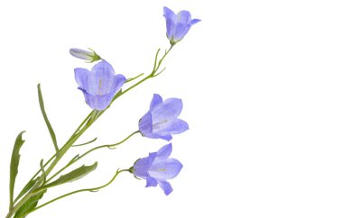 blue bells isolated on white background