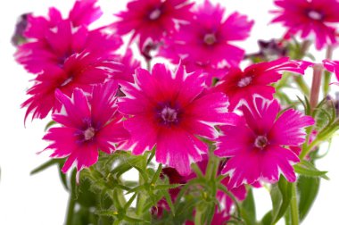 Phlox Drummond beyaz arkaplanda izole edildi