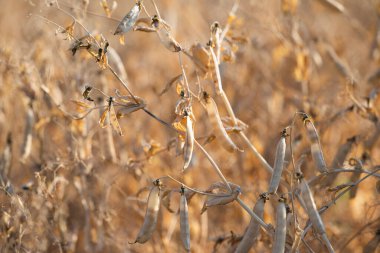 Tarlada olgun kuru bezelyeler