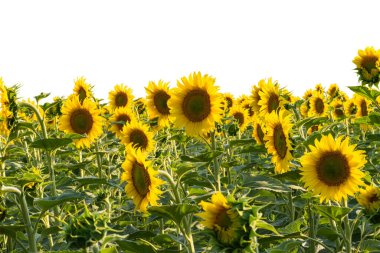 beyaz arkaplanda ayçiçeği