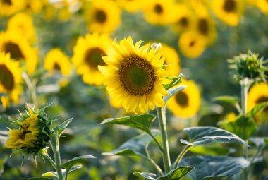 Güneşli bir günde tarlada açan ayçiçeği
