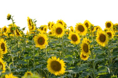 Güneşli bir günde tarlada açan ayçiçeği