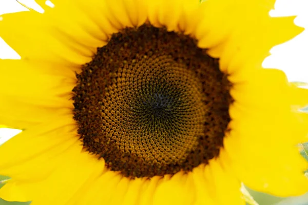 Sunflower Flowers White Background — Stock fotografie