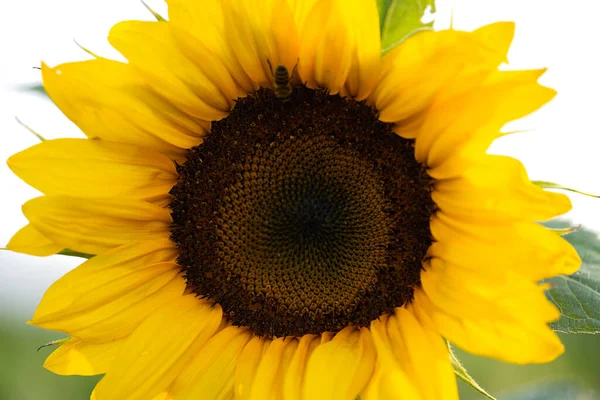 Sunflower Flowers White Background — Stock Photo, Image