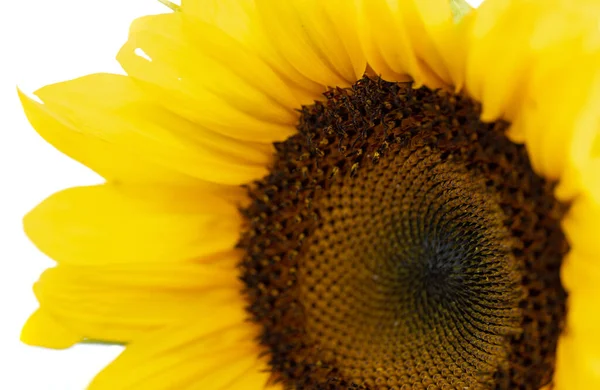 Sunflower Flowers White Background — Stock Photo, Image