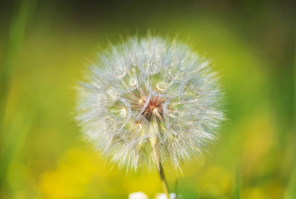 Dandelion Verão Fundo Close — Fotografia de Stock