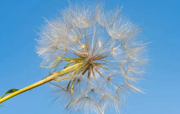 Dandelion Summer Background Blue Sky — Stockfoto