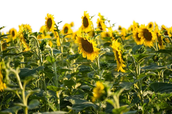 Sunflower Flowers White Background — Stock Photo, Image
