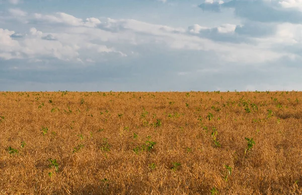 Ripe Dry Peas Field — Stock Photo, Image