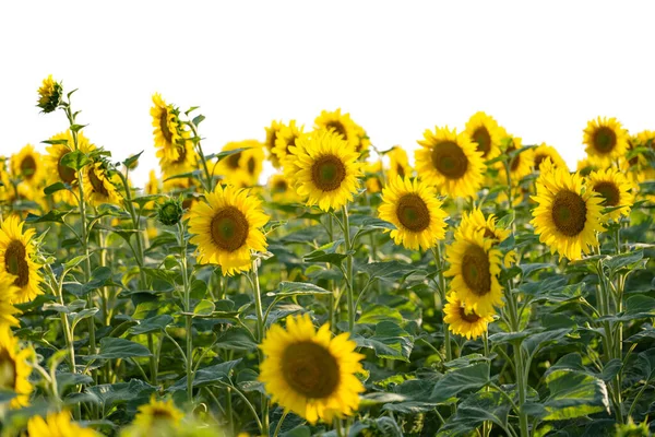 Blooming Sunflower Field Sunny Day — Foto de Stock