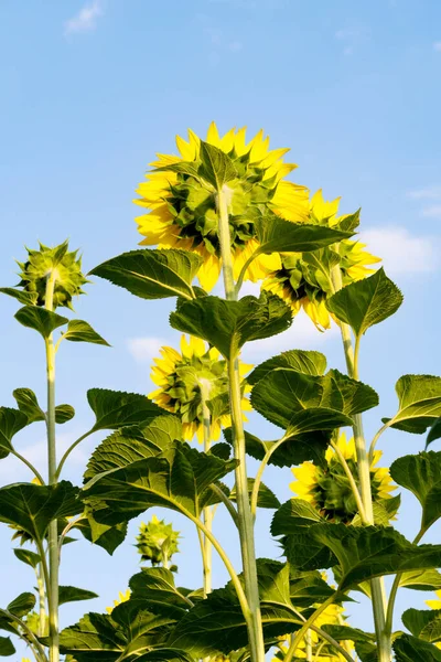 Blooming Sunflower Field Sunny Day — Stock Photo, Image