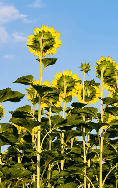 Blooming Sunflower Field Sunny Day — Stock Photo, Image