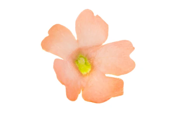 Цветы Verbena Изолированы Белом Фоне — стоковое фото
