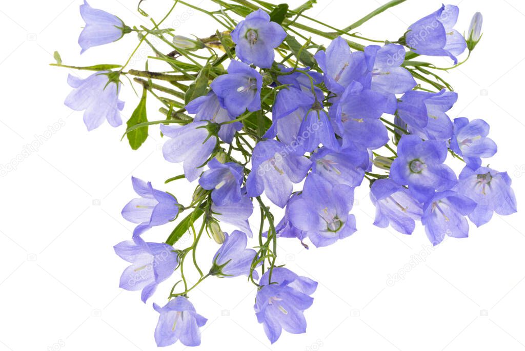 blue bells isolated on white background