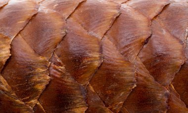 Ladin pullarının arka planı, yakın plan, makro