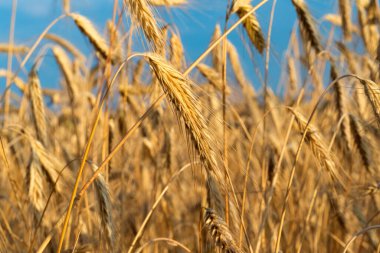 Güneşli bir günde buğday tarlası
