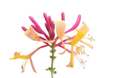 Hanımeli çiçeği beyaz arkaplanda izole edildi