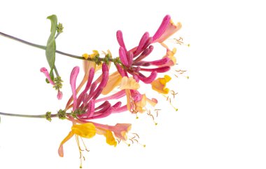 Hanımeli çiçeği beyaz arkaplanda izole edildi