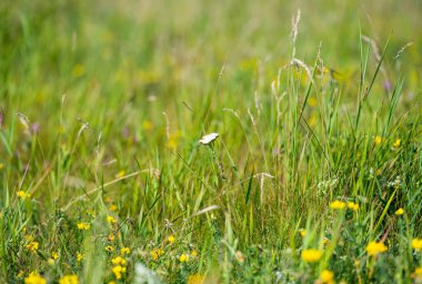 Yazın çayırlarda açan çayır çiçekleri.