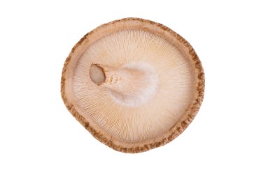 Beyaz arka planda izole edilmiş Şiitake mantarları